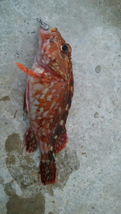 小カサゴ2匹、アナハゼ1匹