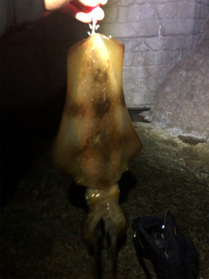 春エギングデビュー戦