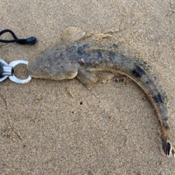 シーズン始まったかな。