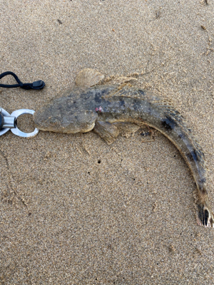 シーズン始まったかな。