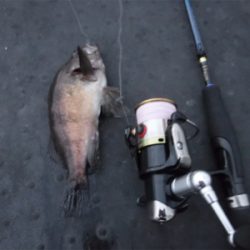 虫ヘッドでもダメでした