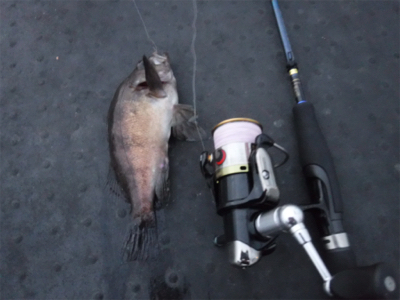 虫ヘッドでもダメでした