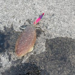 今シーズン初コウイカ