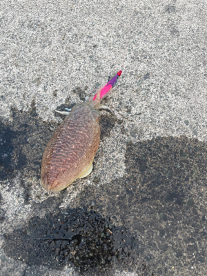 今シーズン初コウイカ