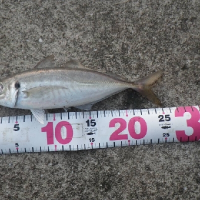 ナイトゲーム～朝まずめに突入