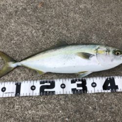 ベイト回遊あり