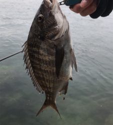 尾道周辺でまったりフカセ