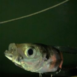 アジングの練習2