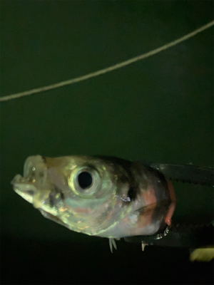 アジングの練習2