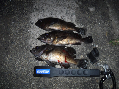 メバルダービー最終日