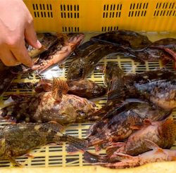 癒やしのカサゴ釣り