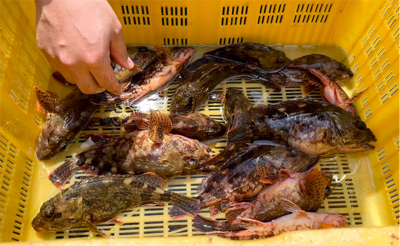 癒やしのカサゴ釣り