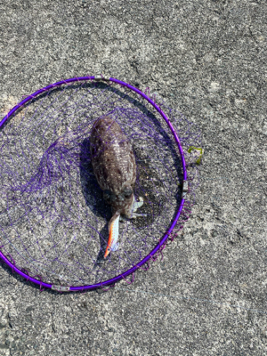 春烏賊を求めて。