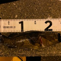 アオイソメで爆釣！！！