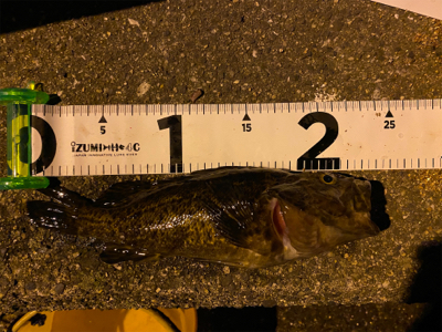 アオイソメで爆釣！！！