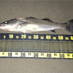 由良川河口にて