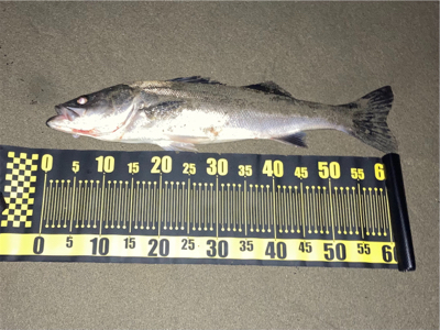 由良川河口にて