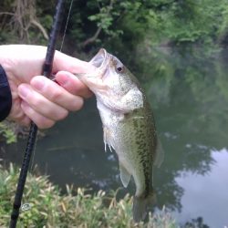 子バスも元気です