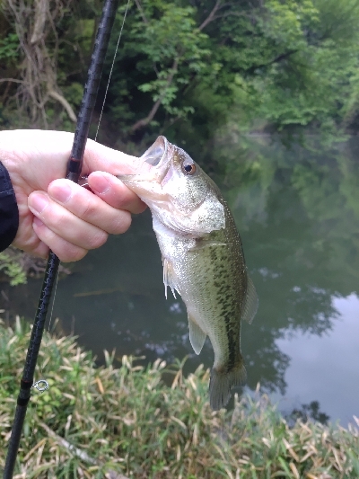 子バスも元気です