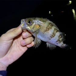 青物はまだ、、