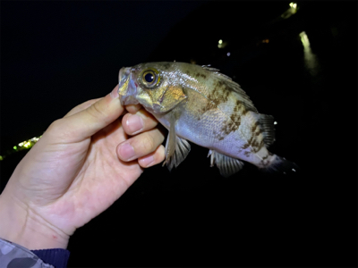 青物はまだ、、