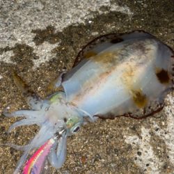 今年一発目はハラハラ