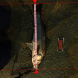 バチパターン？