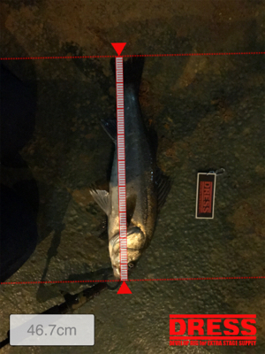 バチパターン？