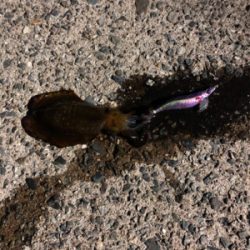 爆風ナイトエギング