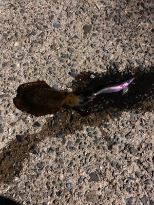 爆風ナイトエギング