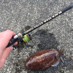 メバルを求めて