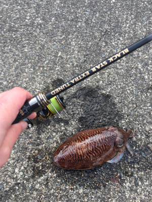 メバルを求めて