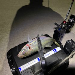 強風で満月の中でのアジング