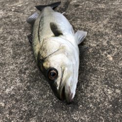 満潮狙いでエビ撒き