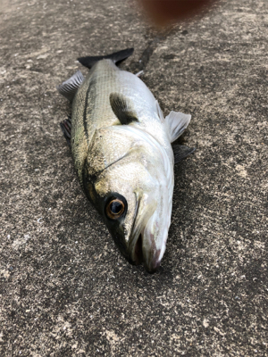 満潮狙いでエビ撒き