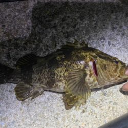 魅力的ガッシー！