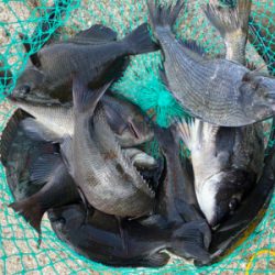 チヌ、グレ爆釣！絶好調