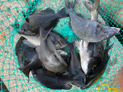 チヌ、グレ爆釣！絶好調