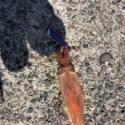 イカ釣り