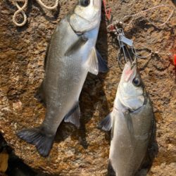 爆風サラシのヒラスズキ