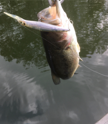 懐かしのロングビルミノー