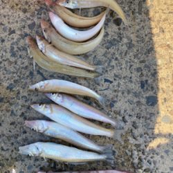 堤防から鱚釣りで3目達成