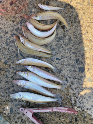 堤防から鱚釣りで3目達成