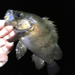 メバル好調です