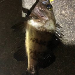 良型なんとか釣れました。