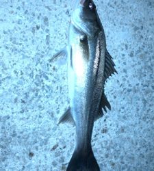 バチ抜けシーバス