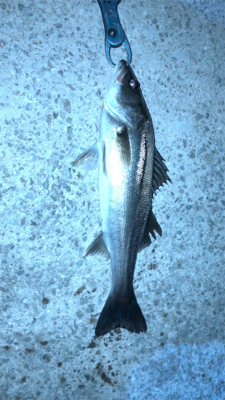 バチ抜けシーバス