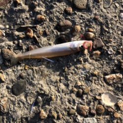 早めのキス釣り