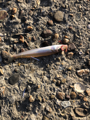 早めのキス釣り