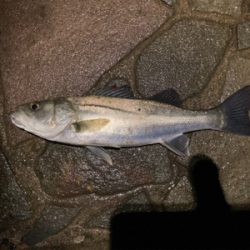 シーバスフィッシング